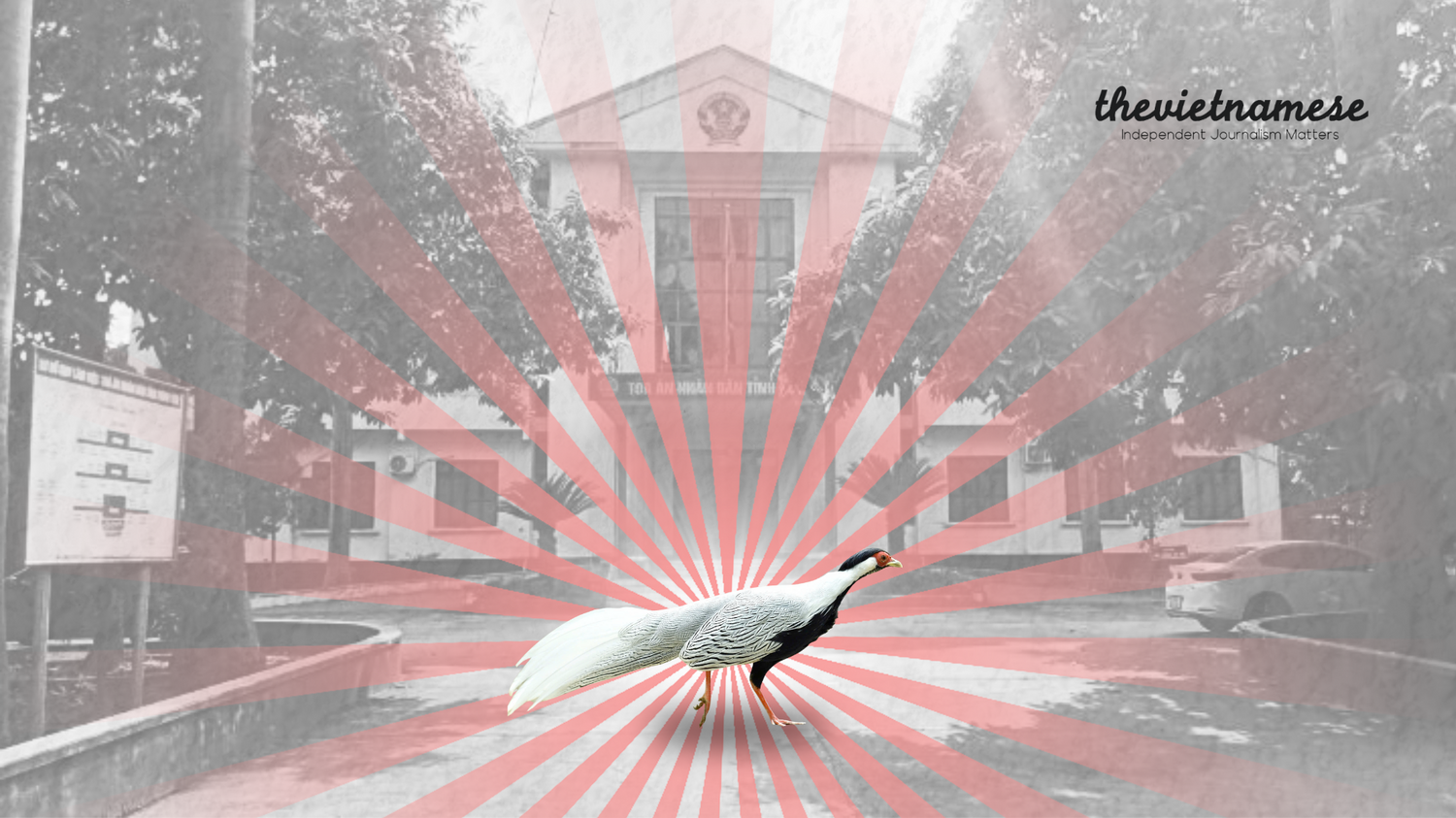 The Silver Pheasant Case: Who is Truly at Fault?